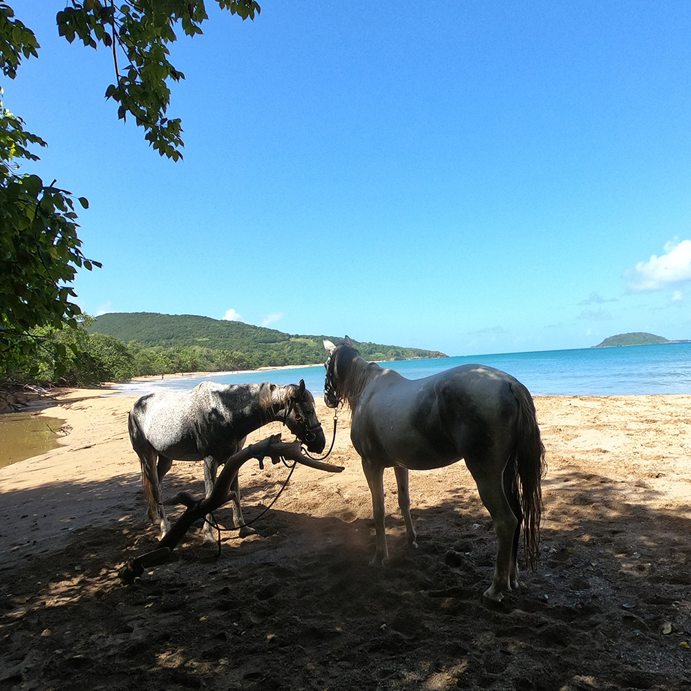 Gwada Guadeloupe