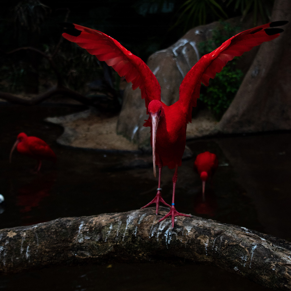 Iguaçu 